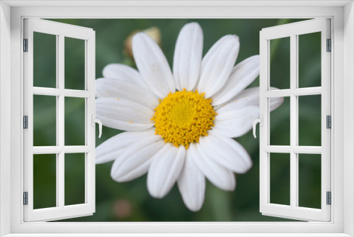 Fototapeta Naklejka Na Ścianę Okno 3D - White daisy flower on green grass, Sweden.