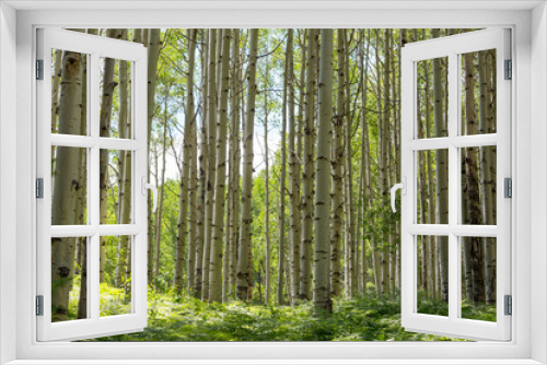 Fototapeta Naklejka Na Ścianę Okno 3D - Summer forest