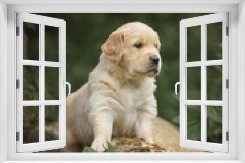 Fototapeta Naklejka Na Ścianę Okno 3D - small dog newborn puppy one month old golden retriever labrador walks in the park in nature in summer