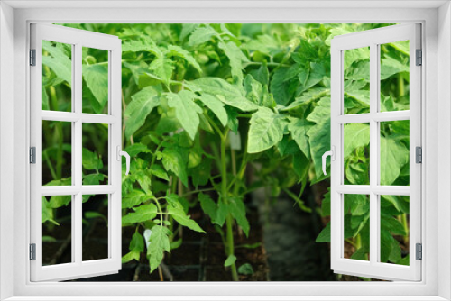 Fototapeta Naklejka Na Ścianę Okno 3D - Cultivation of Vegetable seedlings growing in a plant nursery. Green Tomato plant recently germinated, ready for thinning, transplanting. Home garden in pots and tray indoor. Kitchen gardening concept