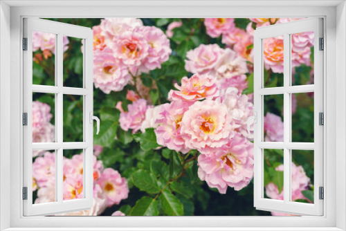 Fototapeta Naklejka Na Ścianę Okno 3D - Beautiful blooming rose pink flowers in garden or park, outdoor in sunny day. Breeding and growing roses, gardening, landscape design