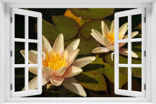 Fototapeta Naklejka Na Ścianę Okno 3D - Lilie wodne (Nymphaea) - Oczko wodne
