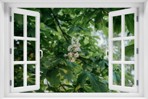 Fototapeta Naklejka Na Ścianę Okno 3D - Blooming Chestnut Tree Branch with Green Leaves
