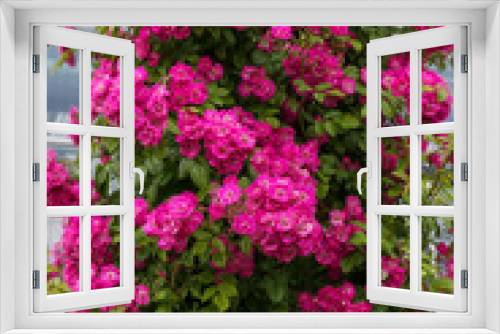 Fototapeta Naklejka Na Ścianę Okno 3D - Climbing rose Mrs. F. W. Flight. Exquisite selected varieties of roses. Vertical photo