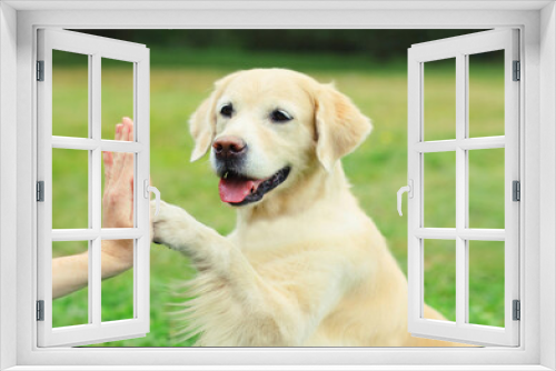 Fototapeta Naklejka Na Ścianę Okno 3D - Golden Retriever dog gives paw to hand high five owner woman on the grass training in park