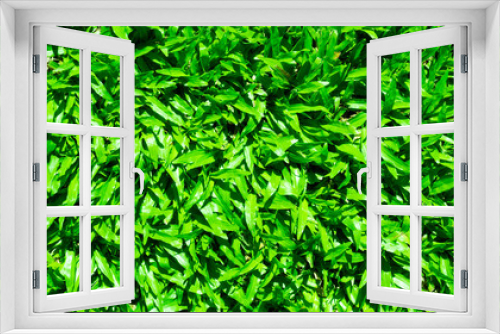 Fototapeta Naklejka Na Ścianę Okno 3D - Green grass background, wallpaper