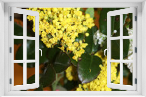 Fototapeta Naklejka Na Ścianę Okno 3D - Kwiat, kwiaty, kwiatek, kwiatki,