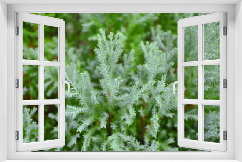 Fototapeta Naklejka Na Ścianę Okno 3D - pine leave background