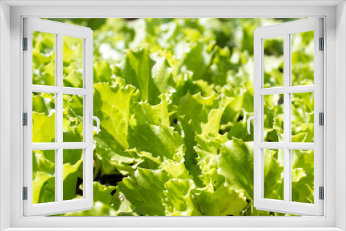 Fototapeta Naklejka Na Ścianę Okno 3D - green natural background with young lettuce in the garden
