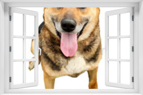 Fototapeta Naklejka Na Ścianę Okno 3D - Happy dog sitting open mouth tongue out isolated on white background. Portrait of adorable smile brown shepard dog head shot. Animal loyalty cute happy dog smiley funny grin face. Happy pets concept