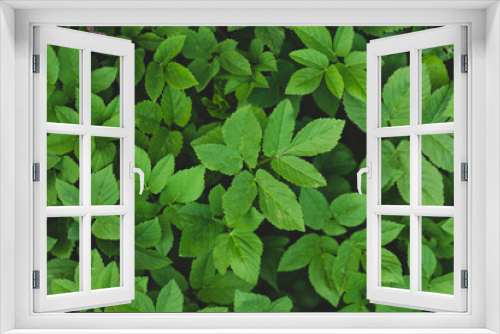 Fototapeta Naklejka Na Ścianę Okno 3D - vista in primo piano, dall'alto verso il basso, di un campo o prato di tante piante basse con piccole foglie verdi cresciute per terra in un ambiente naturale in Italia