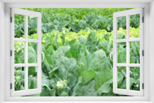 Fototapeta Naklejka Na Ścianę Okno 3D - Chinese Broccoli