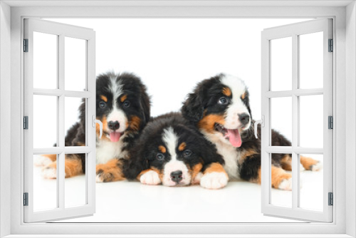 Fototapeta Naklejka Na Ścianę Okno 3D - Three Bernese Mountain Dog puppy