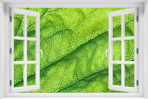 Fototapeta Naklejka Na Ścianę Okno 3D - macro photography of a green leaf with a detailed pattern held up to light