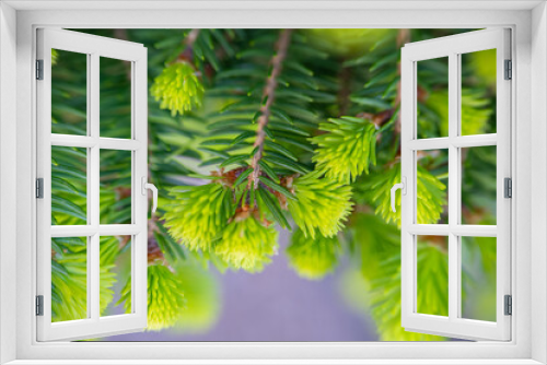 Fototapeta Naklejka Na Ścianę Okno 3D - Spring pruning of conifers in the garden.spruce buds appear fluffy and exhibit a vibrant green hue. Young branch growth of spruce.Spring spruce in the garden.