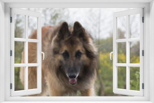 Fototapeta Naklejka Na Ścianę Okno 3D - Belgian Shepherd Tervuren dog, looking in camera