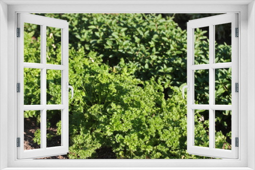 Fototapeta Naklejka Na Ścianę Okno 3D - Garden with young fresh herbs