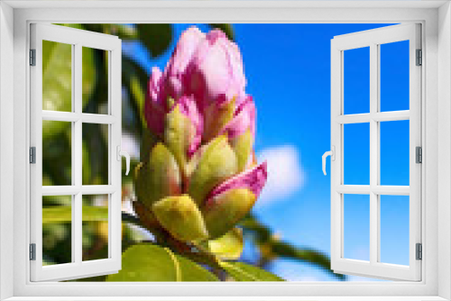 Fototapeta Naklejka Na Ścianę Okno 3D - Magnolia Bud