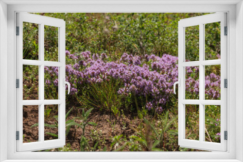 Fototapeta Naklejka Na Ścianę Okno 3D - Wild thyme bush on a mountain lawn. Healing fragrant herbs.
