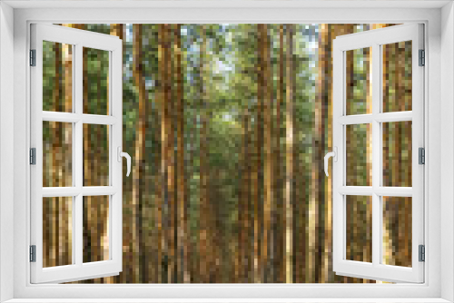 Fototapeta Naklejka Na Ścianę Okno 3D - Row in pine tree park