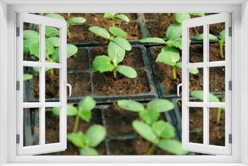 Fototapeta Naklejka Na Ścianę Okno 3D - Young cucumber seedlings growing in plastic pots, containers. Gardening concept. Seedling ready to be planted in ground from garden tray. Young sprouts. Growing from seeds. Healthy food production.