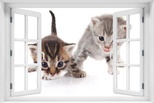 Fototapeta Naklejka Na Ścianę Okno 3D - Two kittens