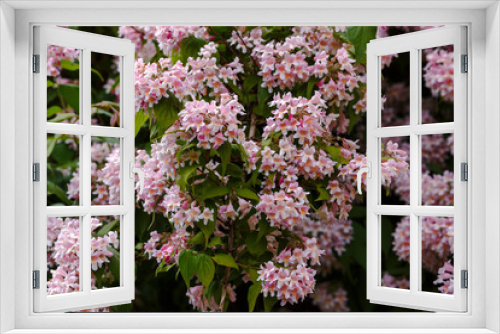 Fototapeta Naklejka Na Ścianę Okno 3D - Kolkwitzia amabilis , a deciduous shrub that blooms profusely with bell-shaped flowers