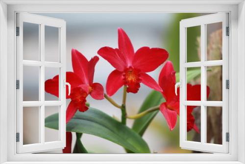 Fototapeta Naklejka Na Ścianę Okno 3D - Storczyki - storczyk (Orchis - Orchidaceae) – byliny