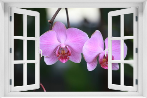 Fototapeta Naklejka Na Ścianę Okno 3D - Storczyki - storczyk (Orchis - Orchidaceae) – byliny