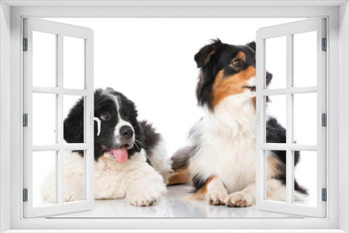 Fototapeta Naklejka Na Ścianę Okno 3D - Zwei Hunde sehen nach oben