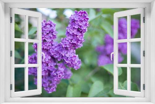 Fototapeta Naklejka Na Ścianę Okno 3D - flowering fragrant lilac branch