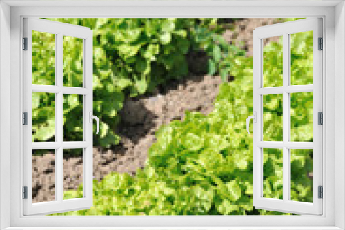 Fototapeta Naklejka Na Ścianę Okno 3D - Belles salades laitues dans un jardin potager
