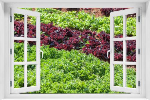 Fototapeta Naklejka Na Ścianę Okno 3D - Vegetable pot