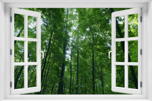 Fototapeta Naklejka Na Ścianę Okno 3D - Green deciduous trees. Beautiful nature green landscape. Time lapse.