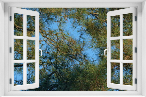 Fototapeta Naklejka Na Ścianę Okno 3D - Beautiful Natural Background. Green Needles On The Branches Of Pine In A Coniferous Forest.