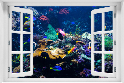 Fototapeta Naklejka Na Ścianę Okno 3D - beautiful underwater world with corals and tropical fish