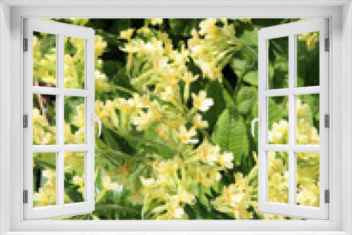 Fototapeta Naklejka Na Ścianę Okno 3D - Yellow Primula Vulgaris spring flower in shady corner. Wild garden.