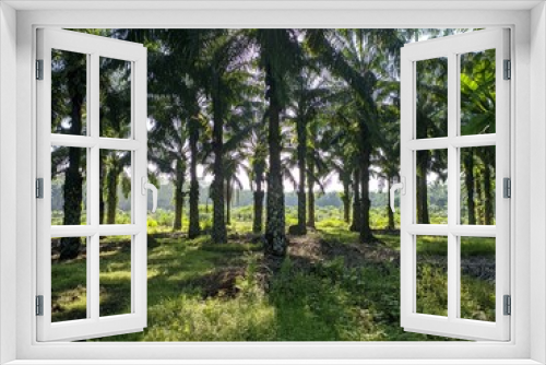 Fototapeta Naklejka Na Ścianę Okno 3D - Oil Palm plantation in the morning