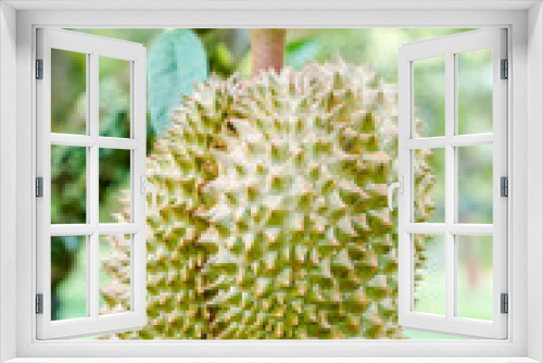 Fototapeta Naklejka Na Ścianę Okno 3D - Durian fruit