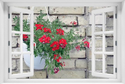 Fototapeta Naklejka Na Ścianę Okno 3D - Annual plant with red flowers Verbena Lascar Dark Red