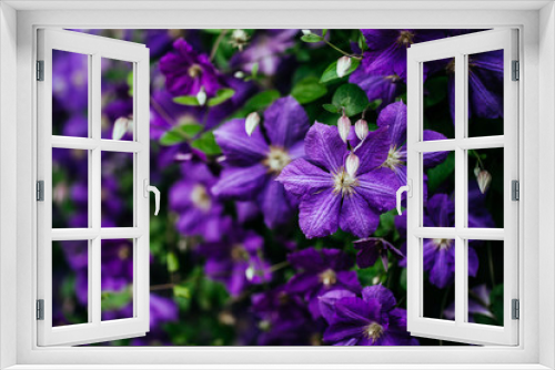 Fototapeta Naklejka Na Ścianę Okno 3D - Beautiful, large purple clematis flower in the garden