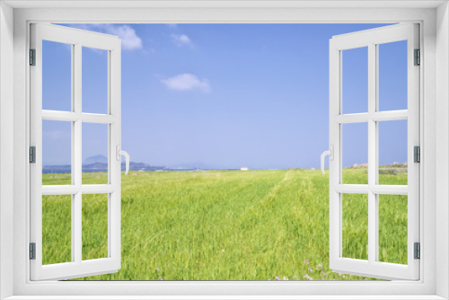 Fototapeta Naklejka Na Ścianę Okno 3D - Landscape of barley field with Sanbangsan and Songaksan