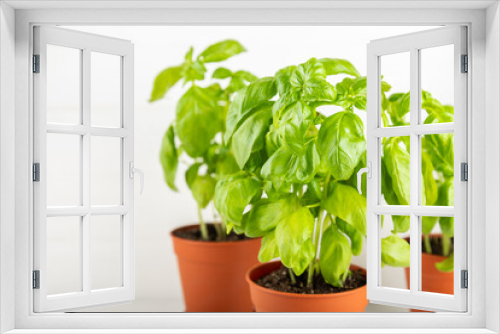 Fototapeta Naklejka Na Ścianę Okno 3D - Fresh basil plant in a pot on a textured background. Fresh organic basil leaves. Spices. Vegan. Home gardening on kitchen. Home planting and food growing. basil plant Copy space.