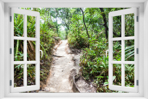 Fototapeta Naklejka Na Ścianę Okno 3D - Jungle trail