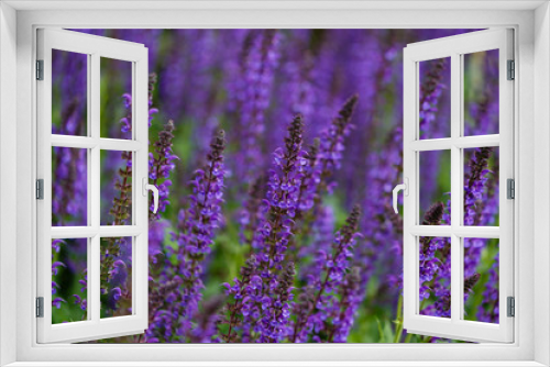 Fototapeta Naklejka Na Ścianę Okno 3D - Salvia Sylvestris Mainacht