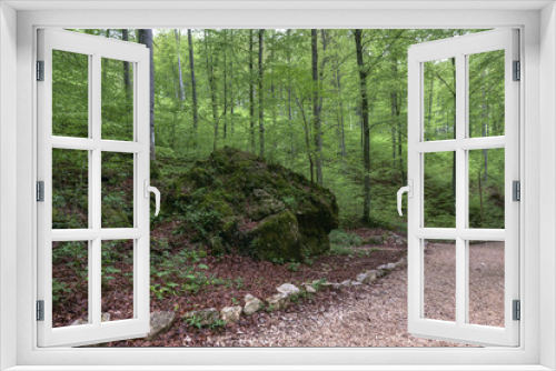 Fototapeta Naklejka Na Ścianę Okno 3D - Ancient forest