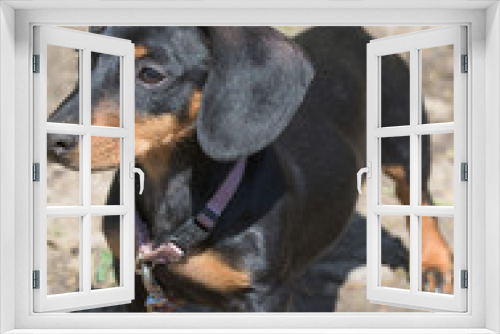 Fototapeta Naklejka Na Ścianę Okno 3D - dachshund dog