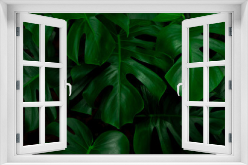 Fototapeta Naklejka Na Ścianę Okno 3D - Tropical bush plant jungle wall background with monstera leaves. Lush green foliage, banner. Large monstera deliciosa growing wild in tropical climate.