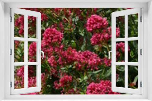 Fototapeta Naklejka Na Ścianę Okno 3D - Rote Spornblume (Centranthus ruber)