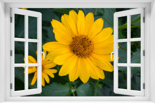 Fototapeta Naklejka Na Ścianę Okno 3D - Yellow daisy flowers close-up. Flowers and gardens